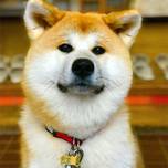 なんというかわいさ…モッフモフの“秋田犬”と触れ合えるスポット4選
