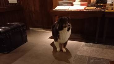 看板犬 カナルくん / 1