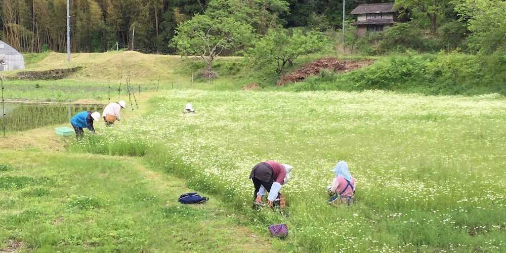 ランド ビュー