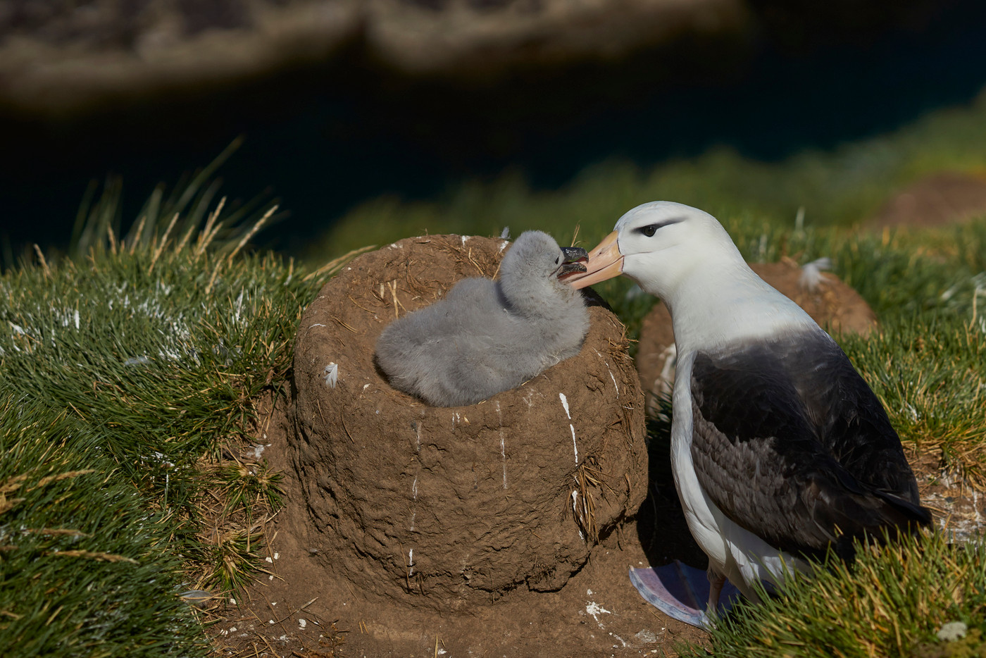 Black-browed Albatross and chick