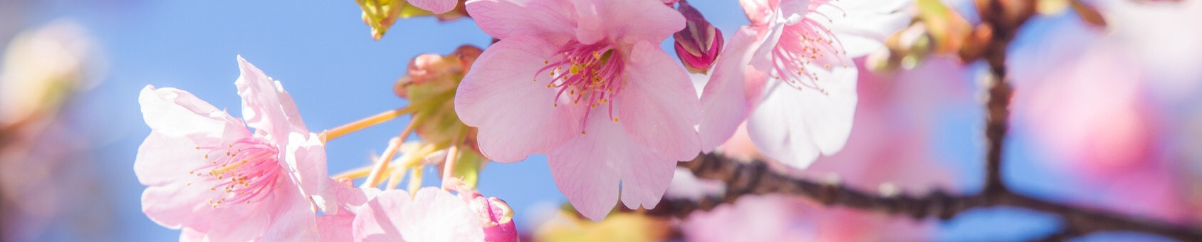 桜の名所・お花見スポット特集【2018年版】