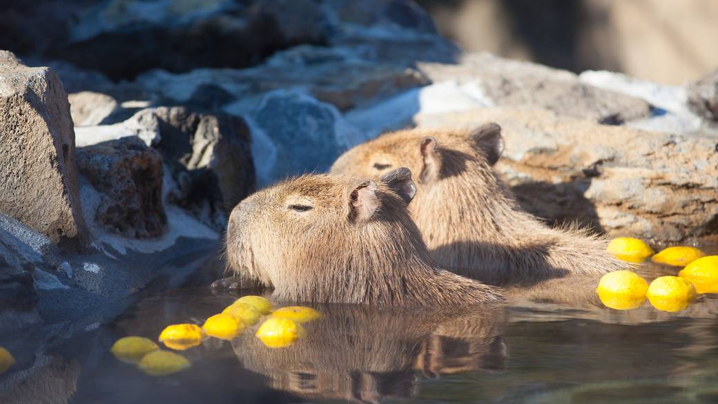 伊豆シャボテン動物公園① / 1