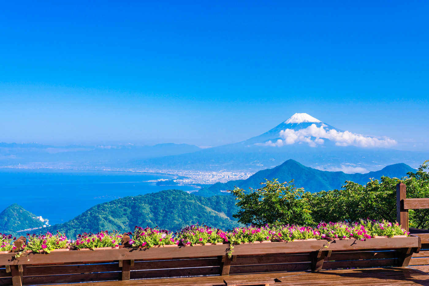 （静岡県）伊豆の国パノラマパークから望む、富士山