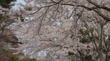 施設からの眺望 / 17