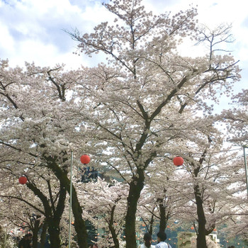 2022年4月の宮城県仙台市の西公園の桜まつりの様子です。