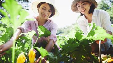 アグリガーデン / 6