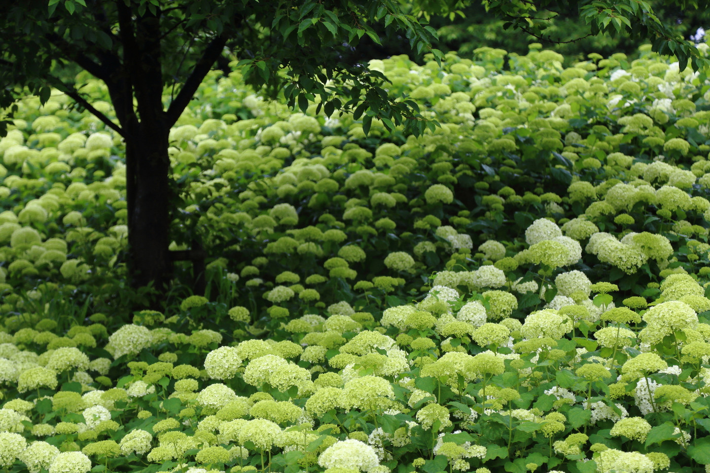 権現堂の紫陽花