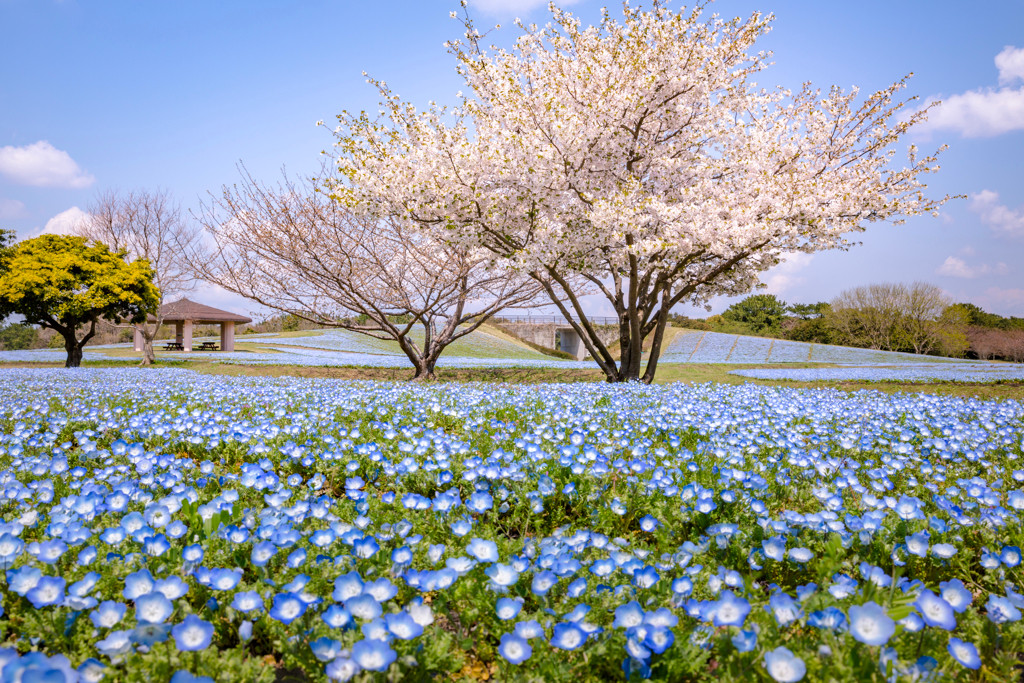 海の中道海浜公園2366542
