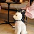 京都を愛犬と旅しよう♪ペットと泊まれるドッグフレンドリーなホテル6選
