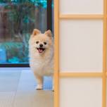 【関西】ペット同伴可♪愛犬と泊まれるホテル・旅館おすすめ15選