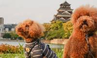 【広島】愛犬やペットと一緒に楽しい旅を♡おすすめホテル5選
