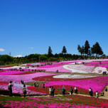 芝桜もソメイヨシノも美しい！埼玉・羊山公園でお花見しましょ♪