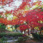 きれいな紅葉が見られる♪横浜市内にある紅葉の名所12選