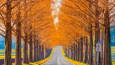 メタセコイア並木 秋 / 3