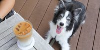熱海のペットと泊まれるホテル&旅館5選♪旅行は愛犬愛猫と一緒に！