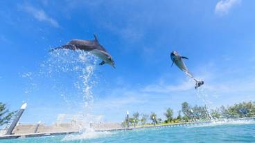 子供向けアクティビティ / 7