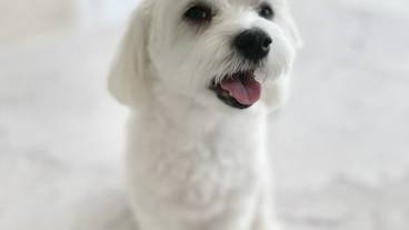 ペット同伴可 / 2