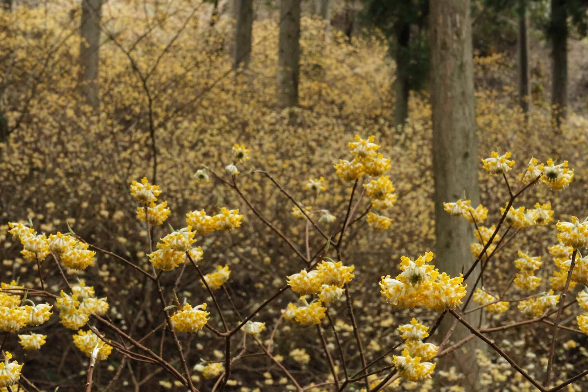 zunko0306さんの写真 / 1
