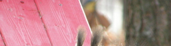 癒しの動物に出会えるホテル＆旅館6選♪珍しい動物もいるかも？【全国】