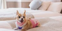 函館でペットと泊まれるホテル・旅館10選｜愛犬も私も幸せなペット可宿