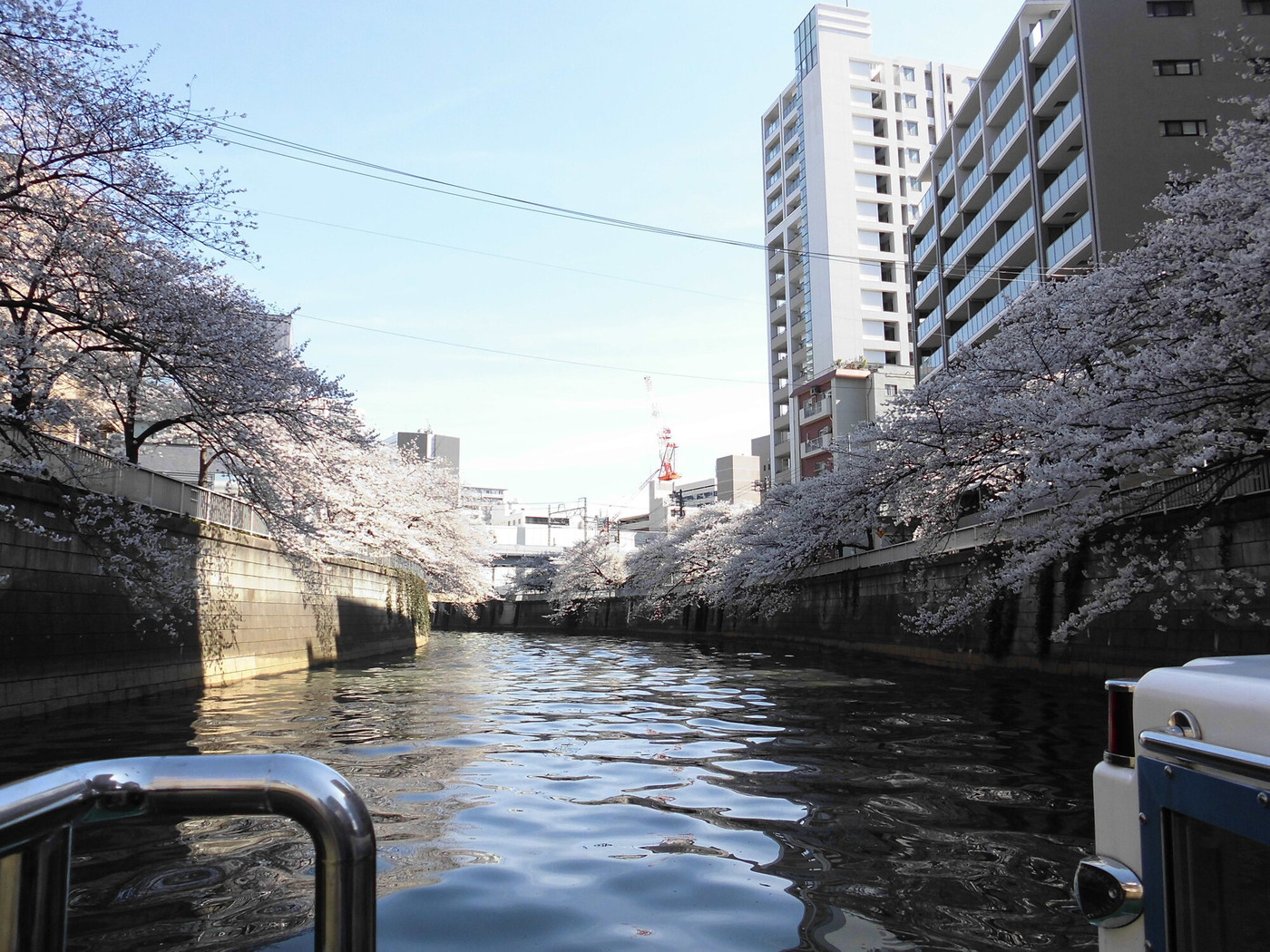 桜を眺めながら歩いて、五反田駅近くへ1014906