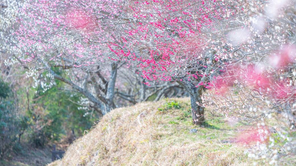 美しい観光名所
「湯河原梅林」へ / 2