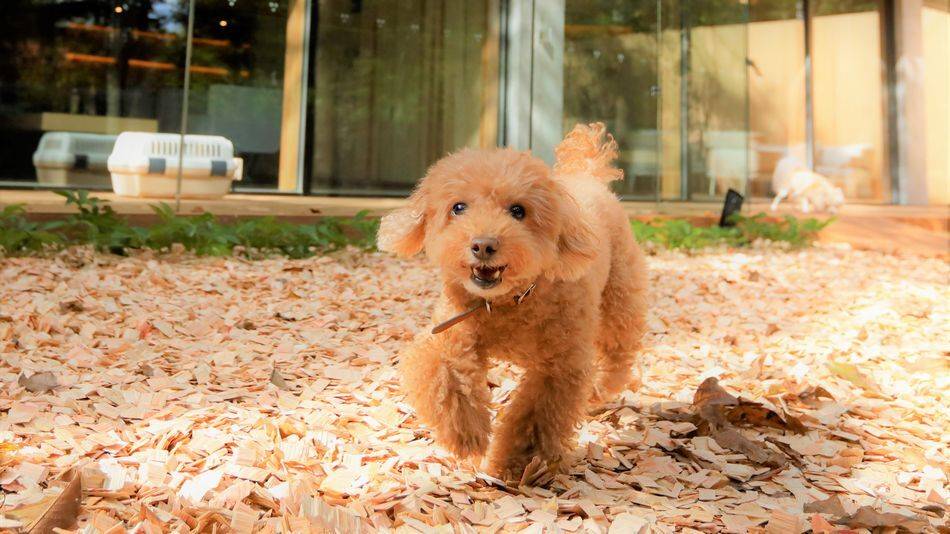 愛犬と一緒に寛げる
ホテルにチェックイン / 5