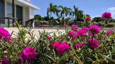 ガーデン ビュー / 10