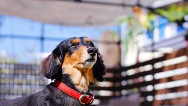 ペット用設備・サービス / 2