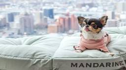 名古屋でペットと泊まれるおすすめホテル7選♪愛犬と楽しい旅を