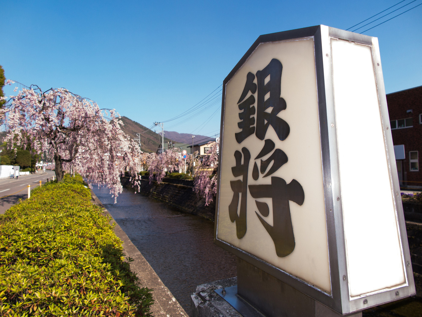 天童 倉津川の桜並木