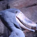 斬新さがウケてます！全国の少し変わった水族館・動物園10選