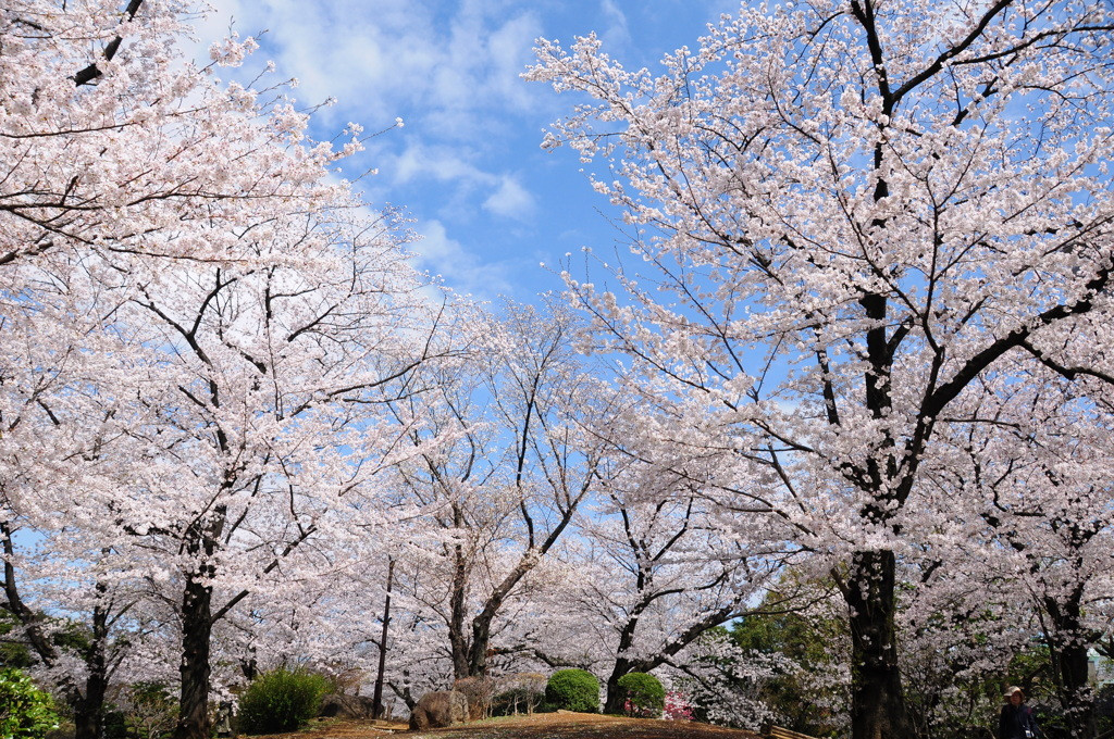 隅田公園と隅田川954816