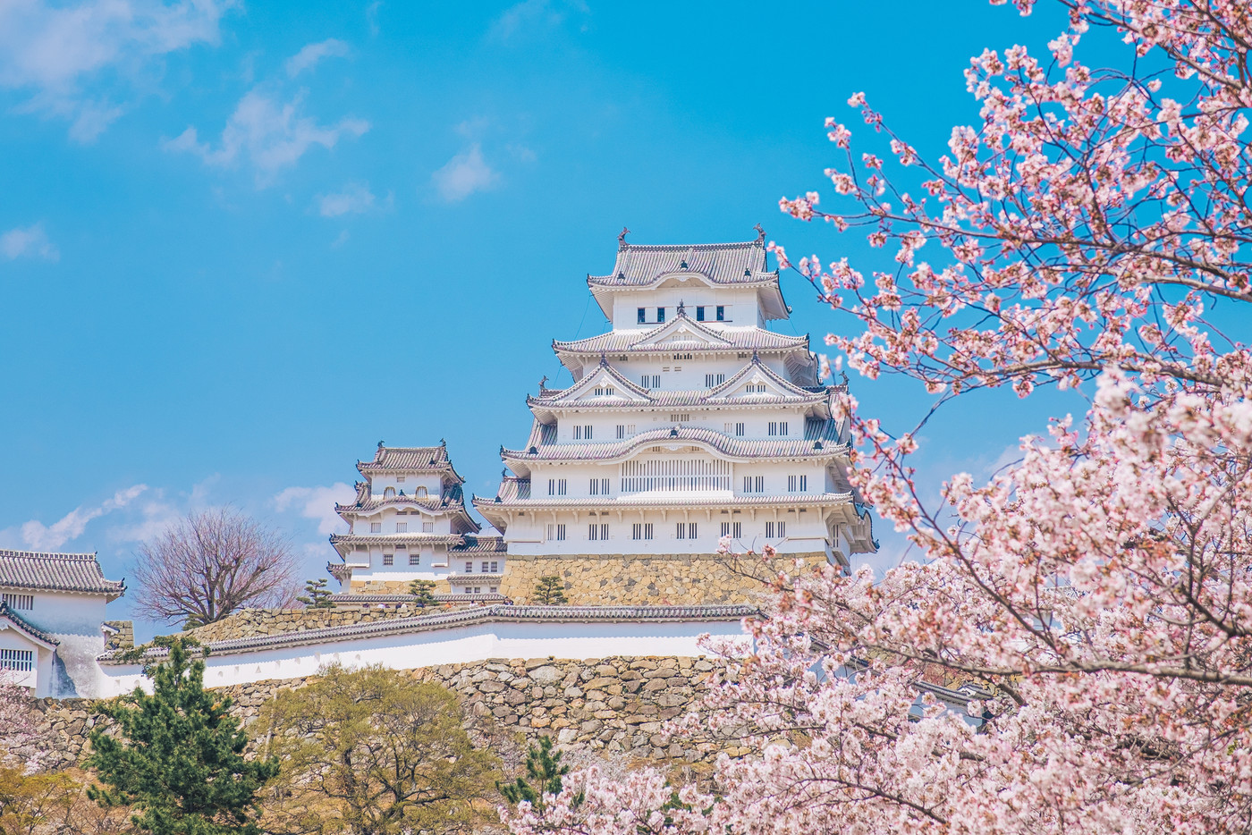 姫路城と桜　