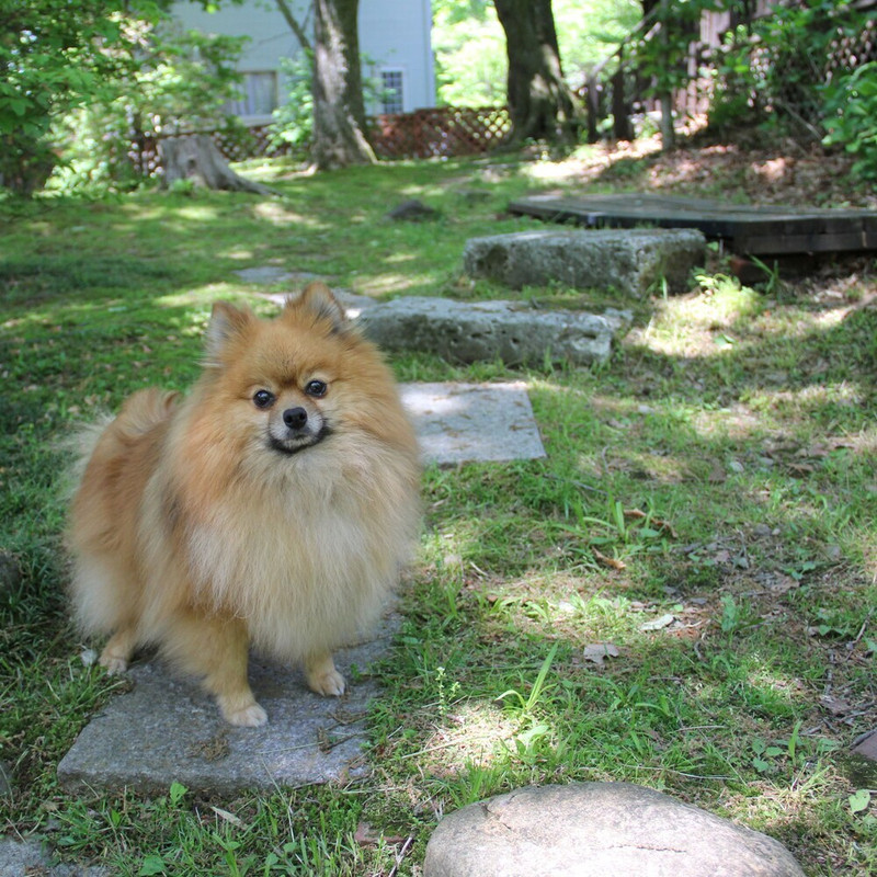 テラス / パティオ