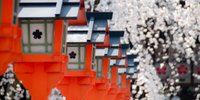 【京都】まるで桜のミュージアム！約60種の桜咲く「平野神社」でお花見♪