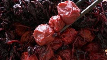 手作りの梅干し / 13