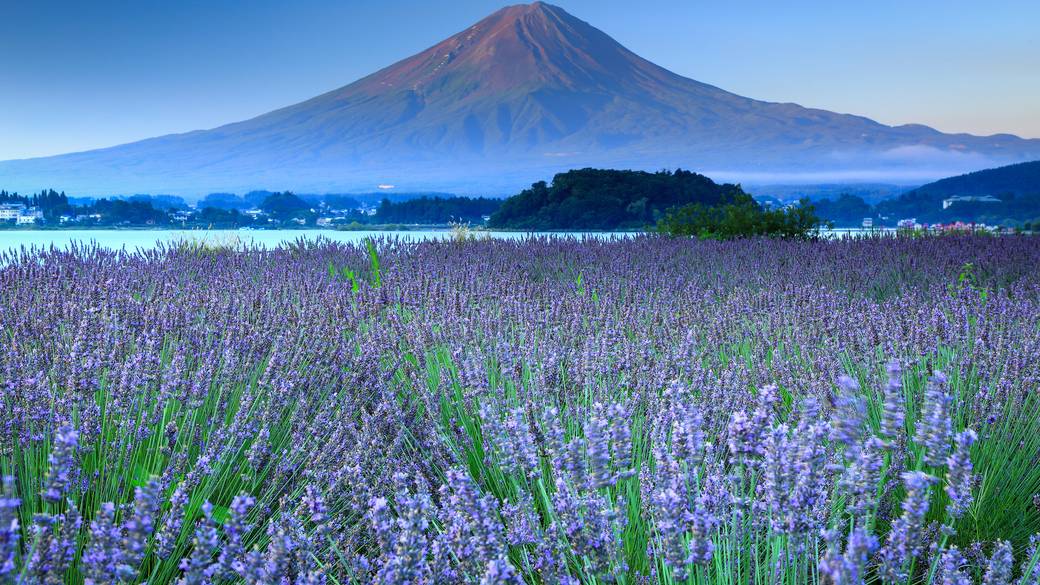 富士山とラベンダー / 3