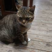 妙見温泉 田島本館（鹿児島県 旅館） / 3