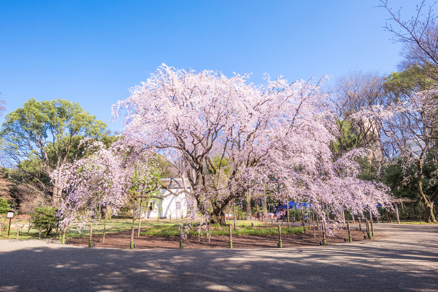 六義園のしだれ桜