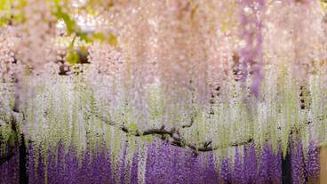 ハイキング / 11