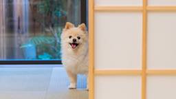 【関西】ペット同伴可♪愛犬と泊まれるホテル・旅館おすすめ15選