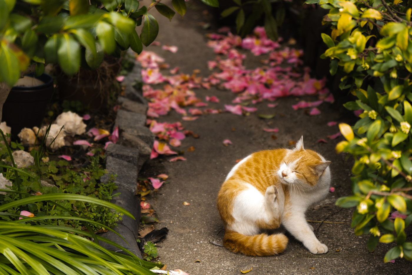 周辺にはかわいい猫がたくさん♪3440795
