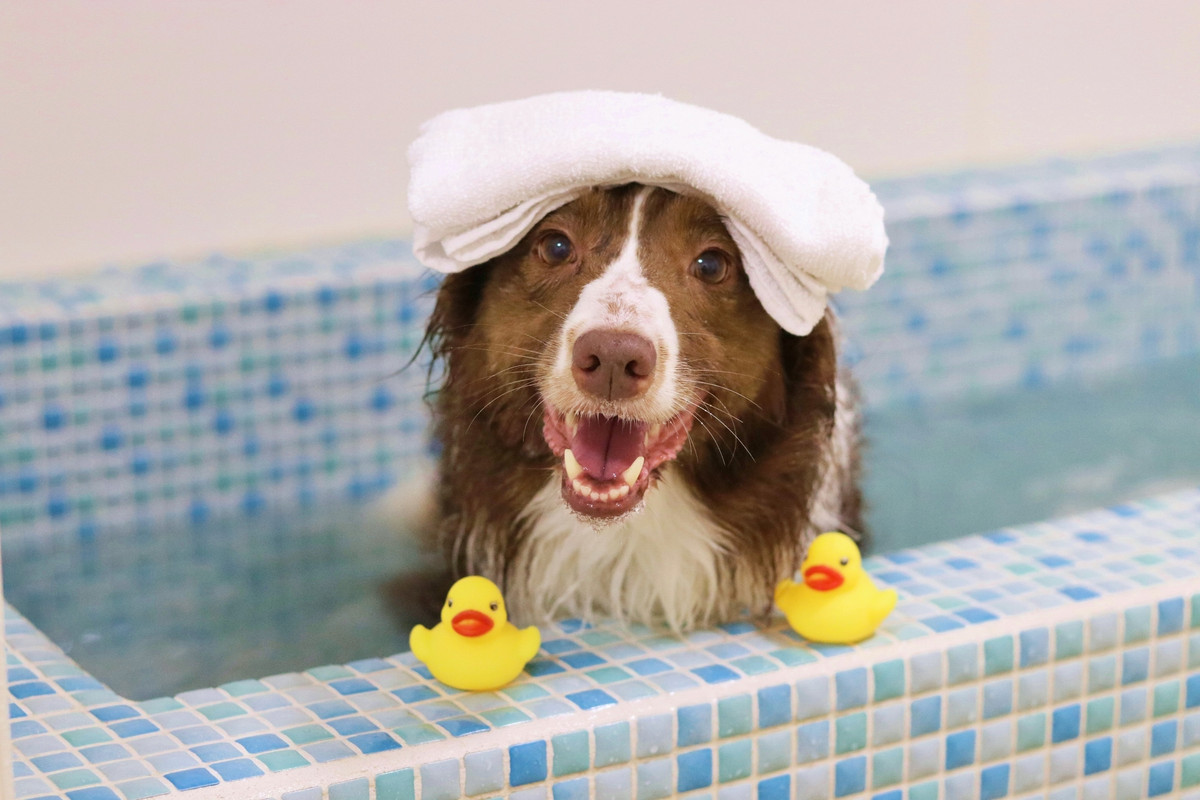 ドッグスパの湯船①