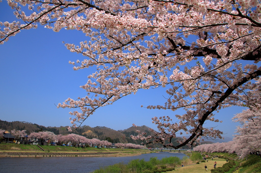 東北には魅力的な桜まつりがいっぱい！994346