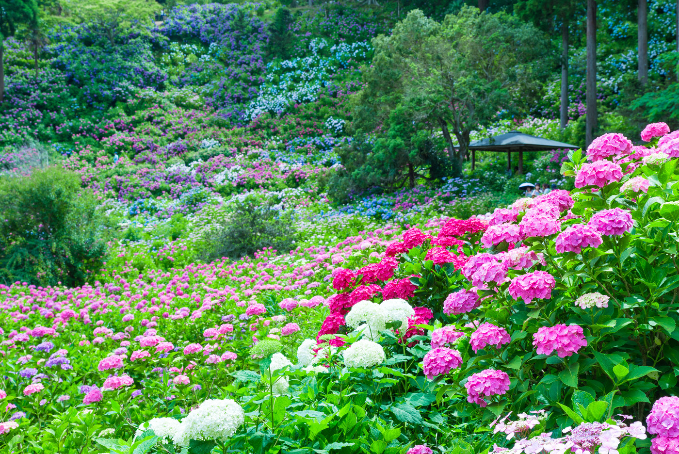 満開の紫陽花 (千葉県茂原市 服部農園あじさい屋敷) 2018年6月