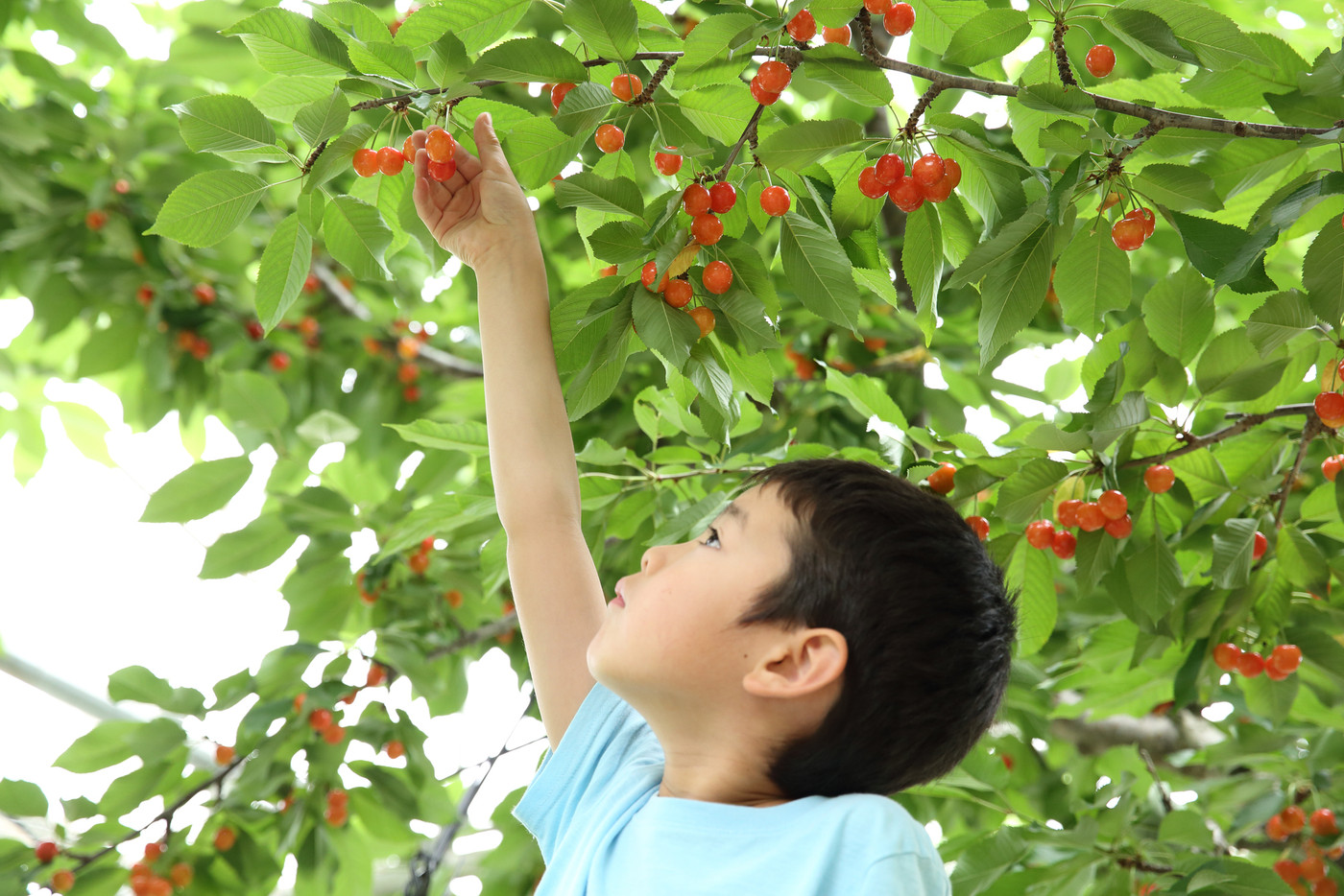 さくらんぼ狩りをする子供