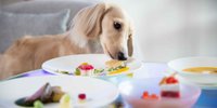 【大阪】ペットと泊まれるホテル・旅館5選！愛犬と楽しい旅を♡