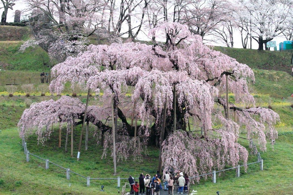 1本の桜が作りだす不思議な世界！日本三大桜をご紹介♪1111269