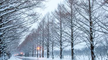 メタセコイア並木 冬 / 4